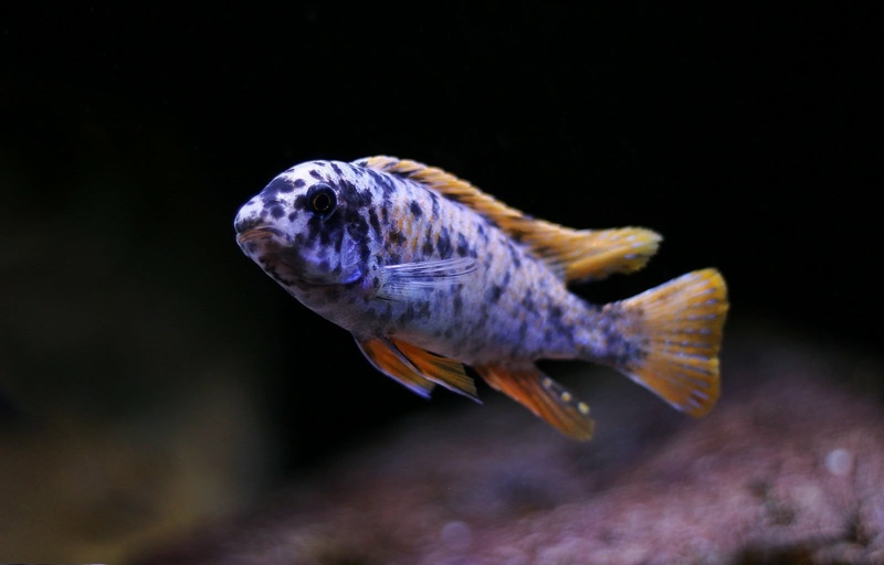 Labeotropheus fuelleborni 'Mitande Reef (Rocks)'